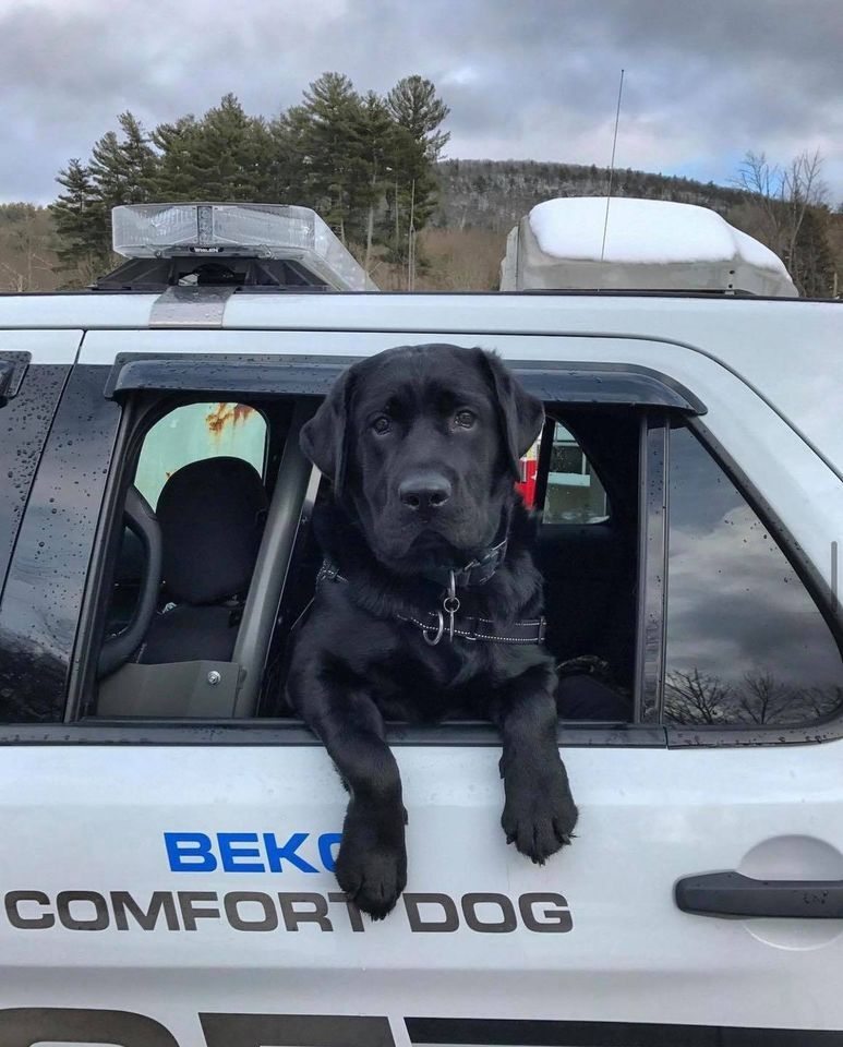 Great Barrington Police therapy dog Beko